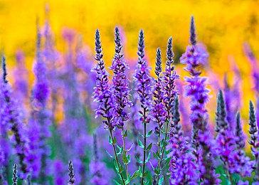 10人网络推理游戏《死亡笔记：暗影任务》下周上线